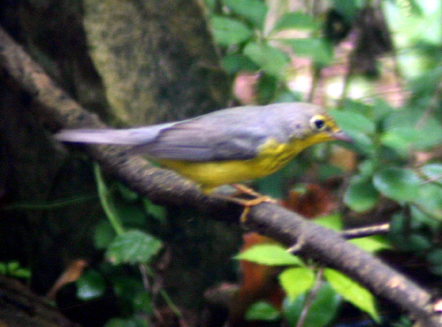 birds 005