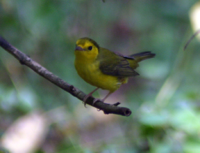 birds 062