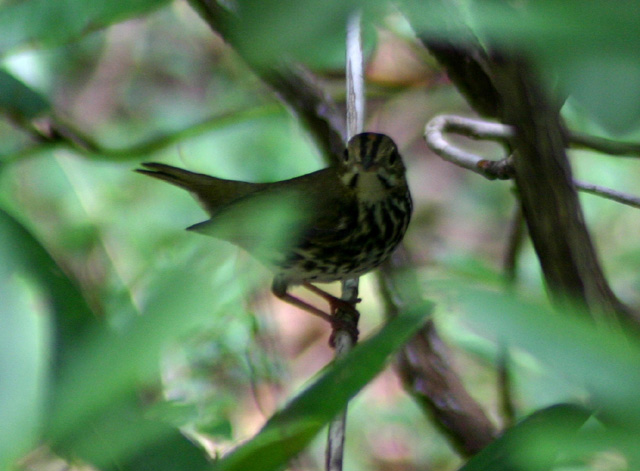 birds090305 018