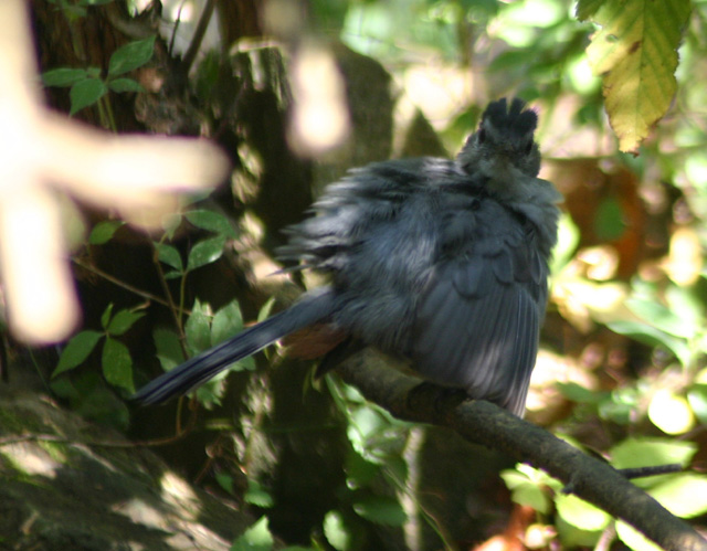birds090905 057