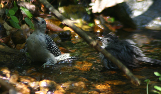 birds090905 073