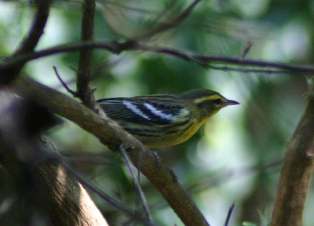birds090905 189