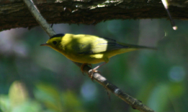 birds090905 213