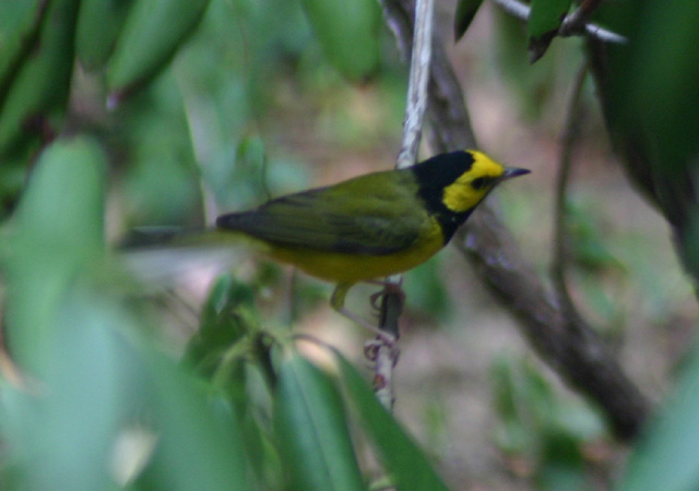 birds090905 284