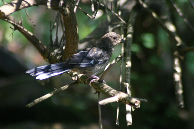 birds092405 068