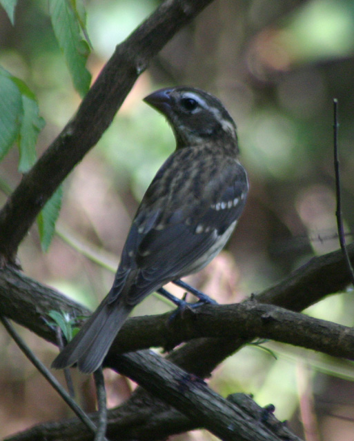 birds092405 196