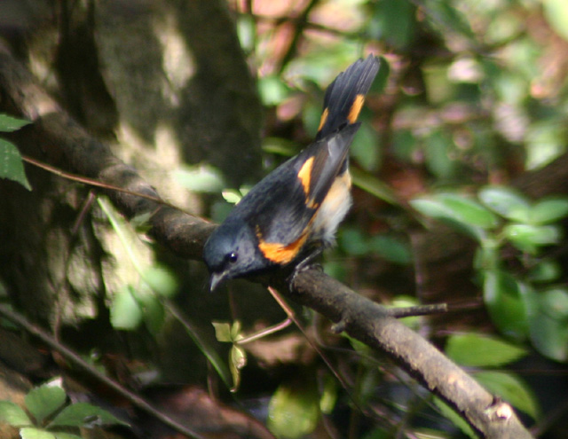 birds101205 076