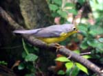 birds 005