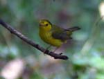 birds 062