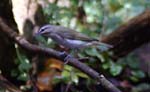 birds 133