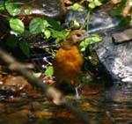 birds 177
