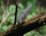 birds 198
