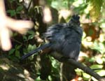 birds090905 057
