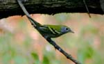 birds090905 299