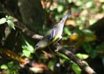 birds092405 114
