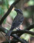 birds092405 196