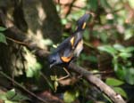 birds101205 076
