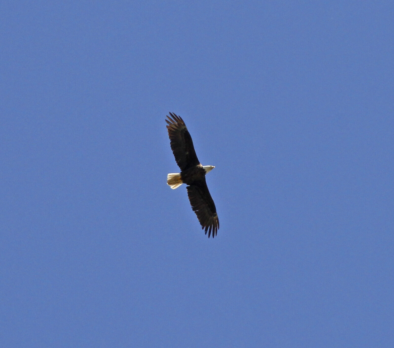 Adult Bald Eagle soaring high against a clear blue sky