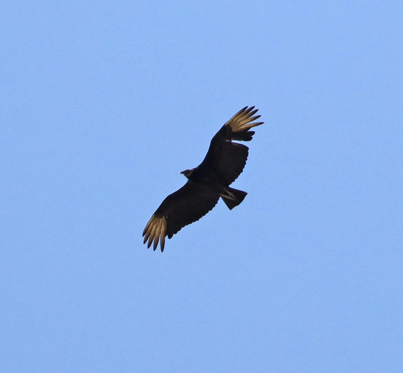 Black Vulture soaring and showing pale wingtips