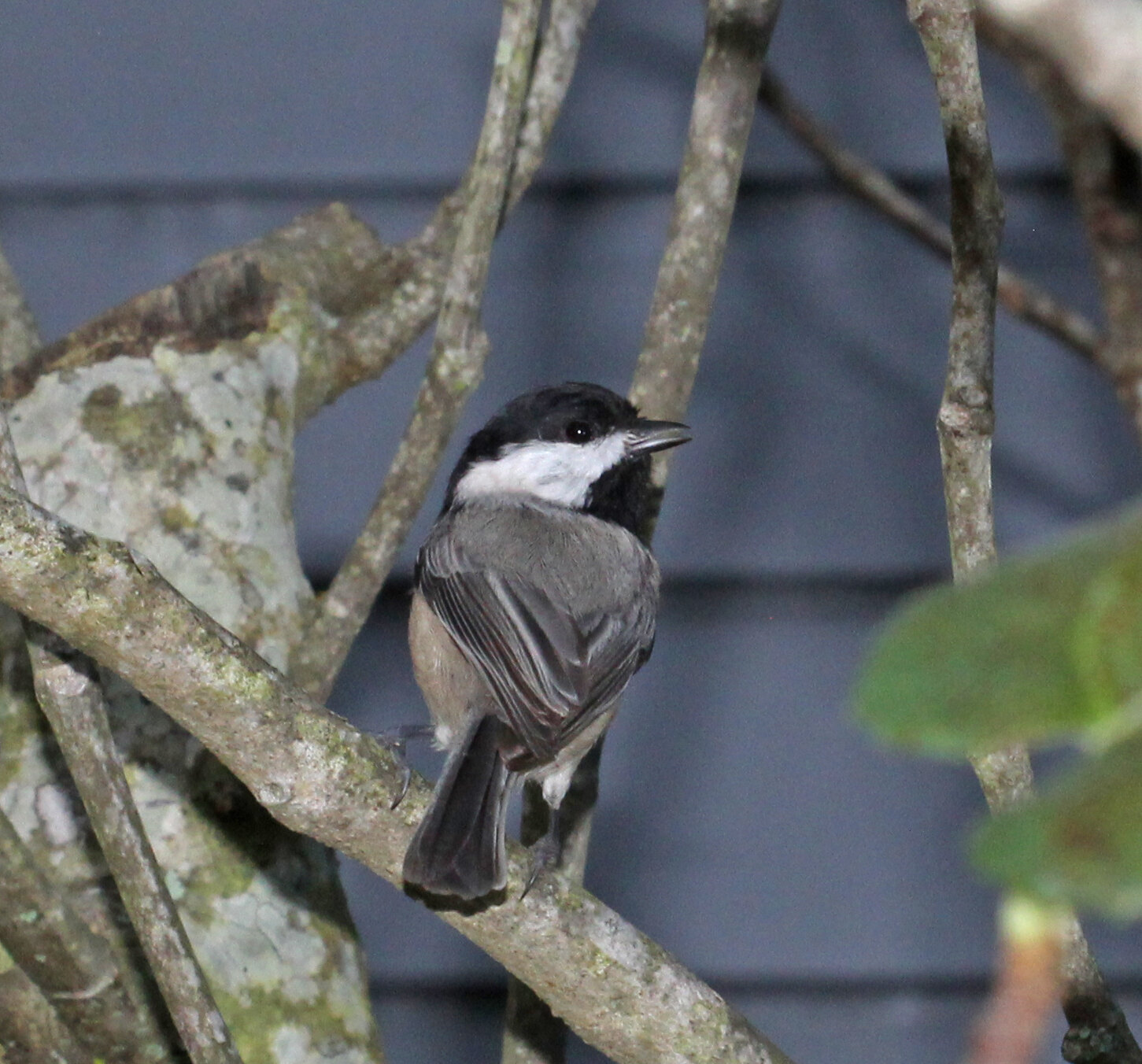 Carolina Chickadee perched among the branches of a backyard tree, showing its black cap, white cheek and gray back