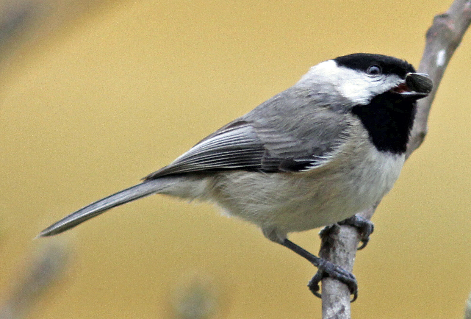 Carolina Chickadee holding a sunflower seed