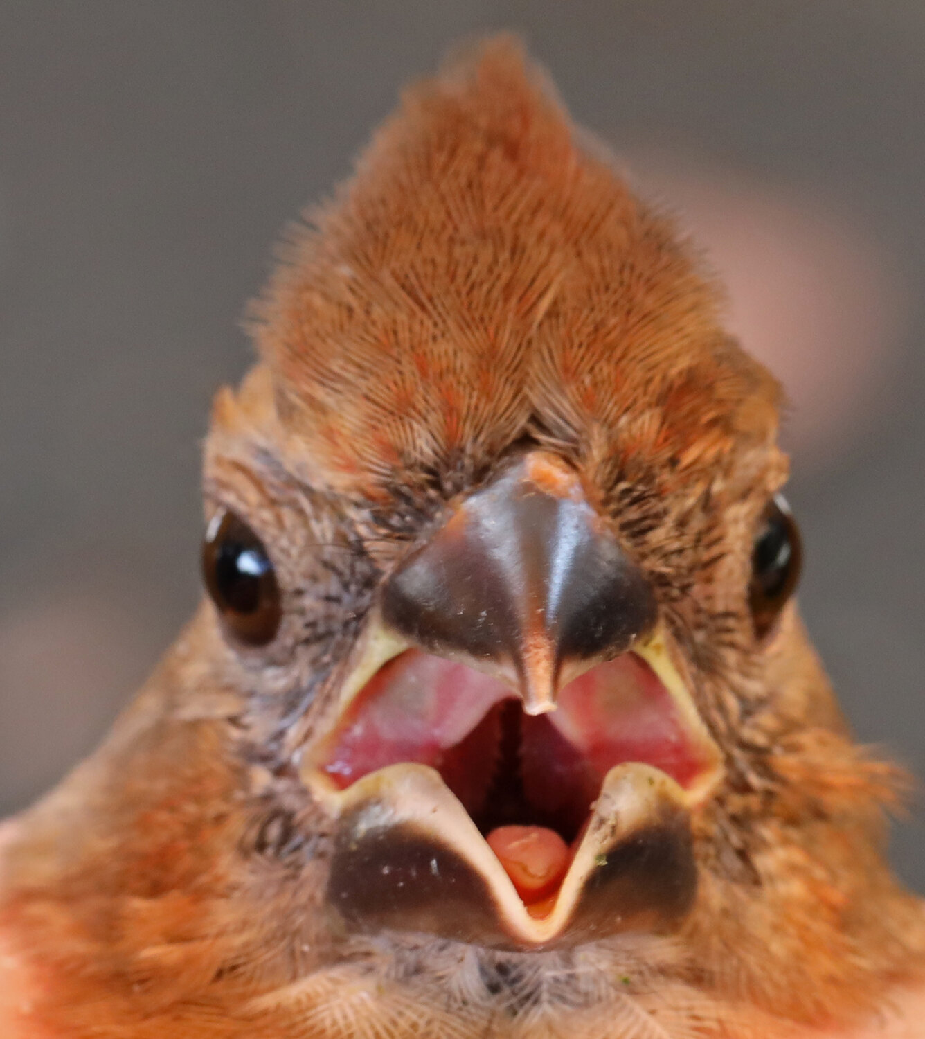 Close view into the open mouth of a young Northern Cardinal with a dark bill and bright pink gape