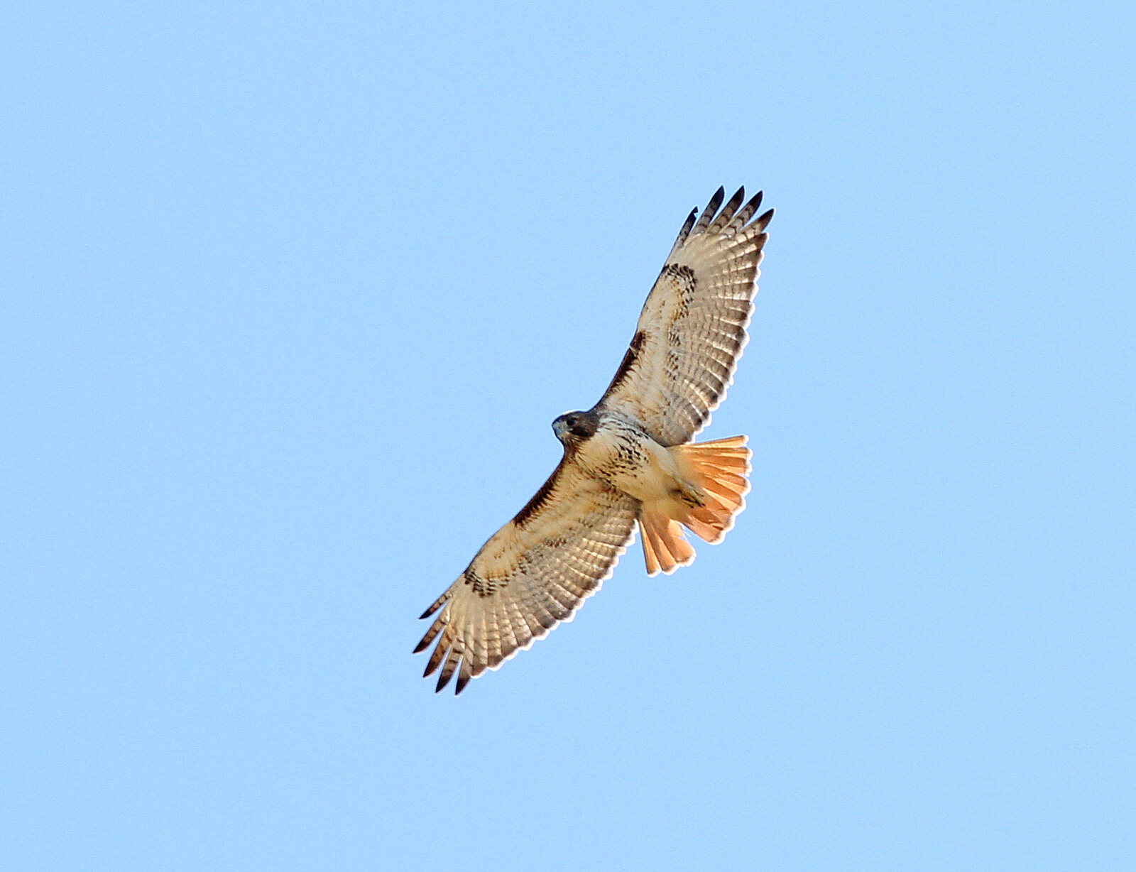 Adult Red-tailed Hawk soaring with broad wings