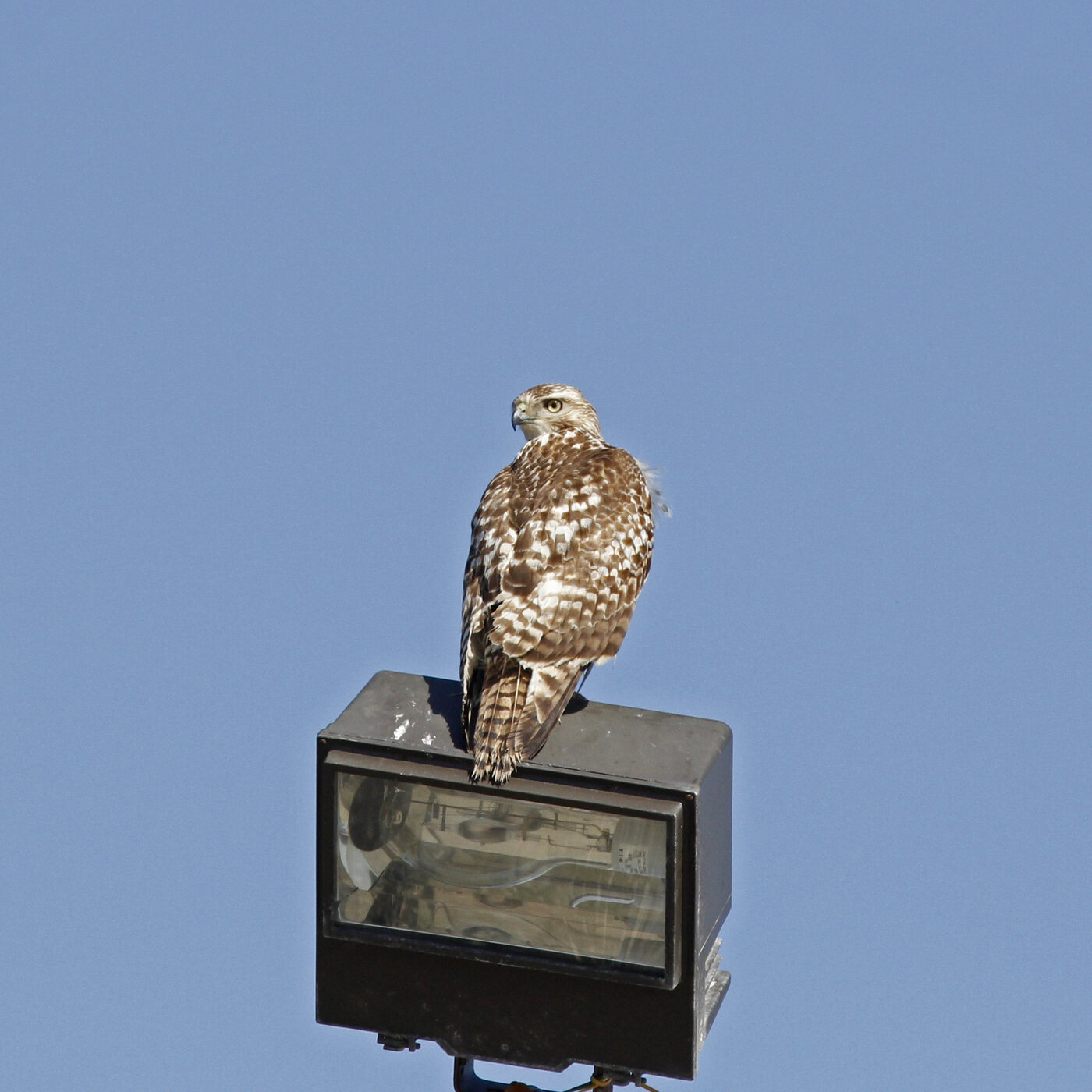 Young Red-tailed Hawk perched on a roadside light fixture with a brown barred tail