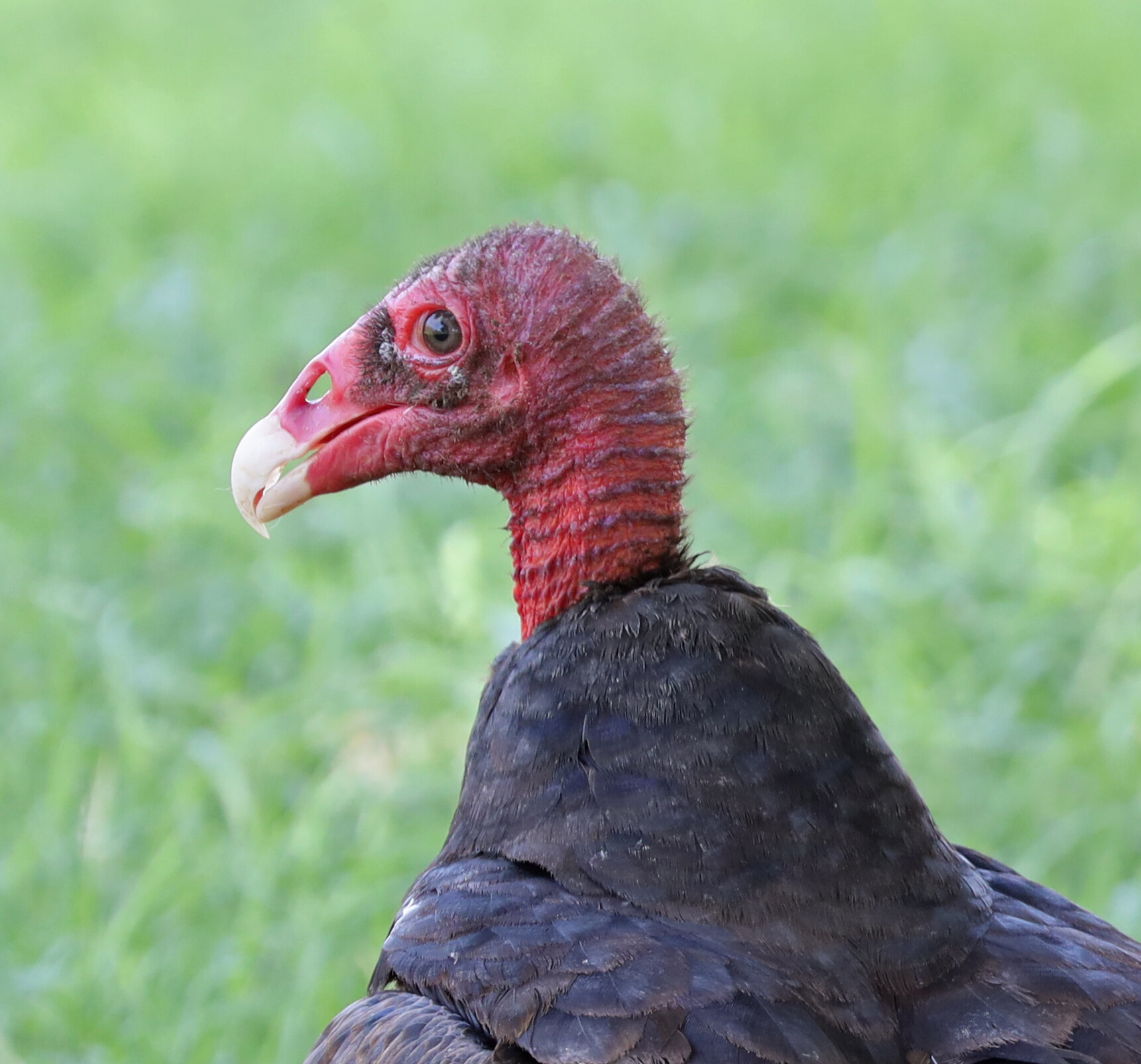 Close portrait of an adult Turkey Vulture showing its bare red head and pale hooked bill