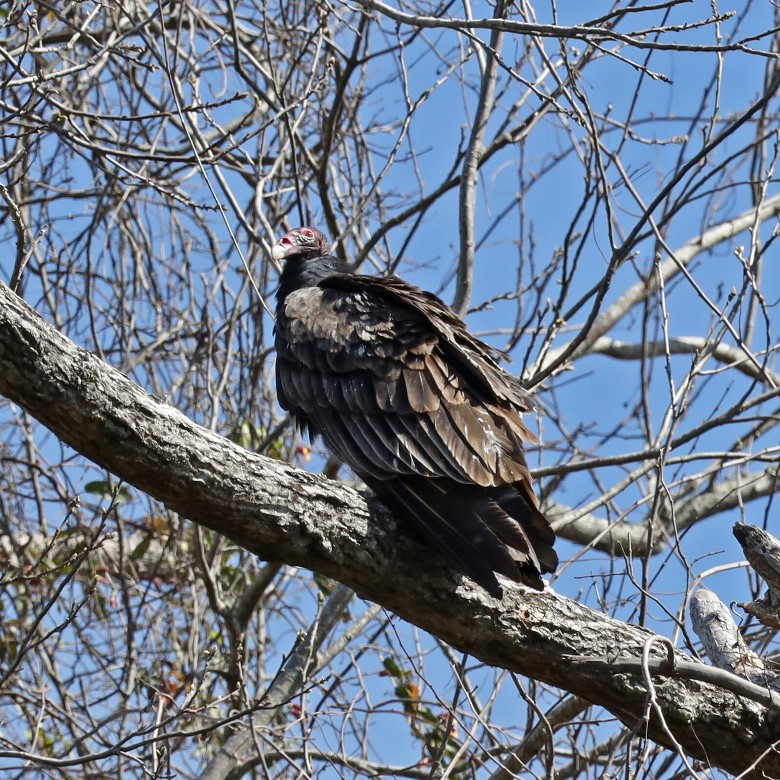 Subadult Turkey Vulture with a dark head perched on a tree branch