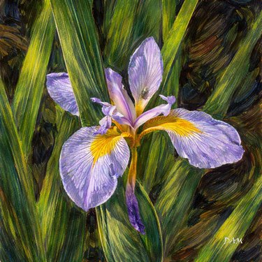 Iris3