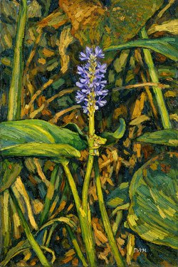 Frogonpickerell Vangogh