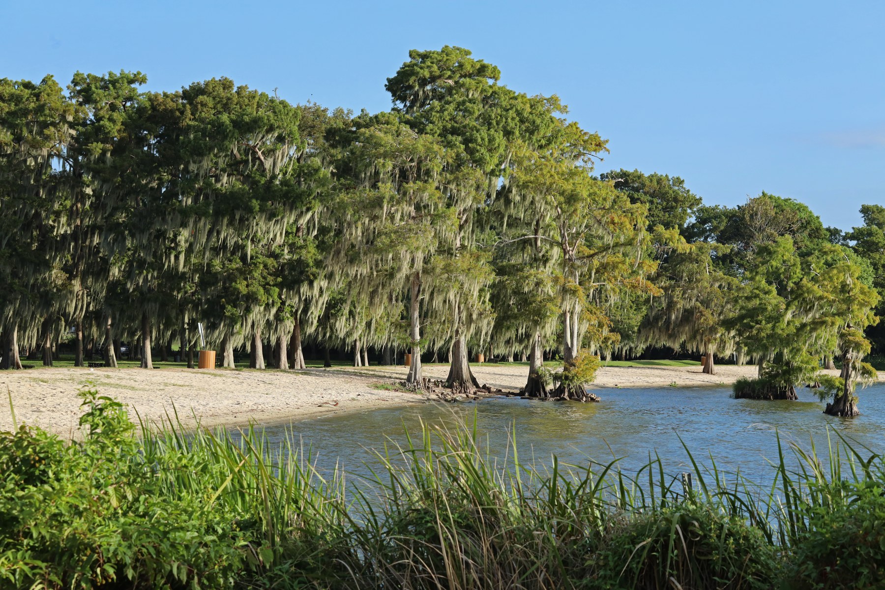 Cypress trees draped with Spanish moss at Lakes End Park
