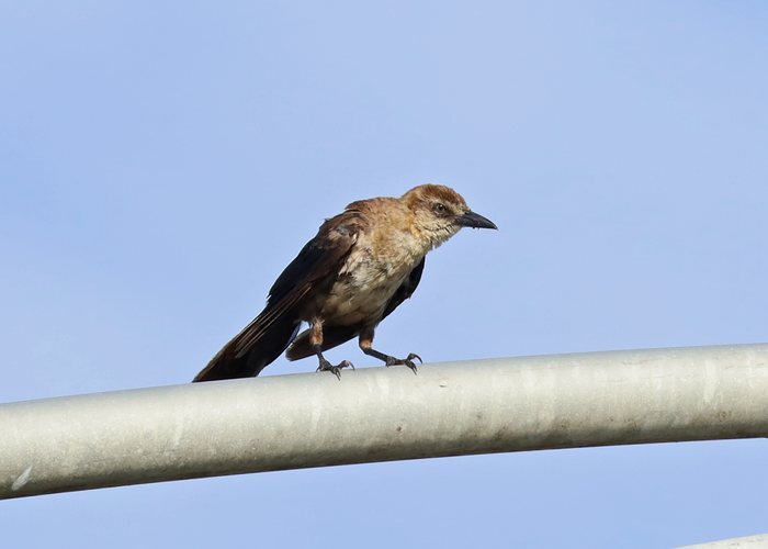Boat-tailed Grackle