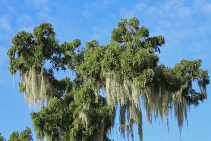 Cypress canopy and Spanish moss