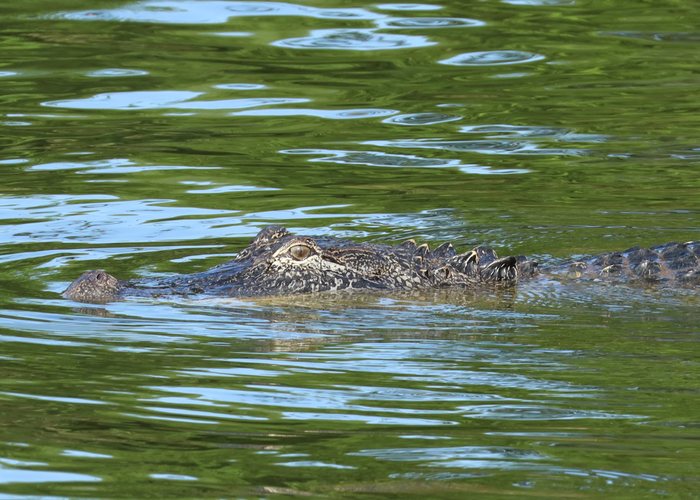American alligator swimming
