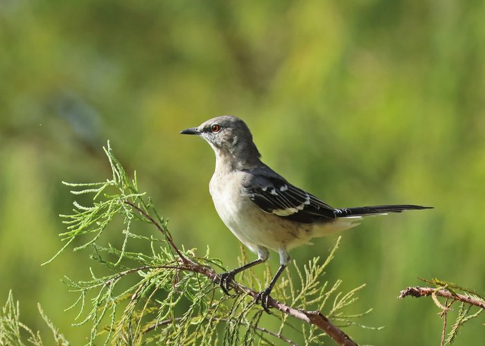 Northern Mockingbird