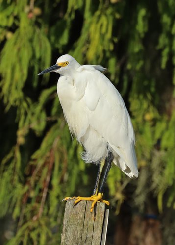 Snowy Egret