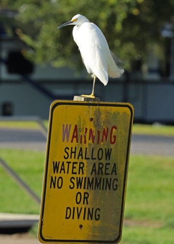 Snowy Egret perched on shallow water warning sign