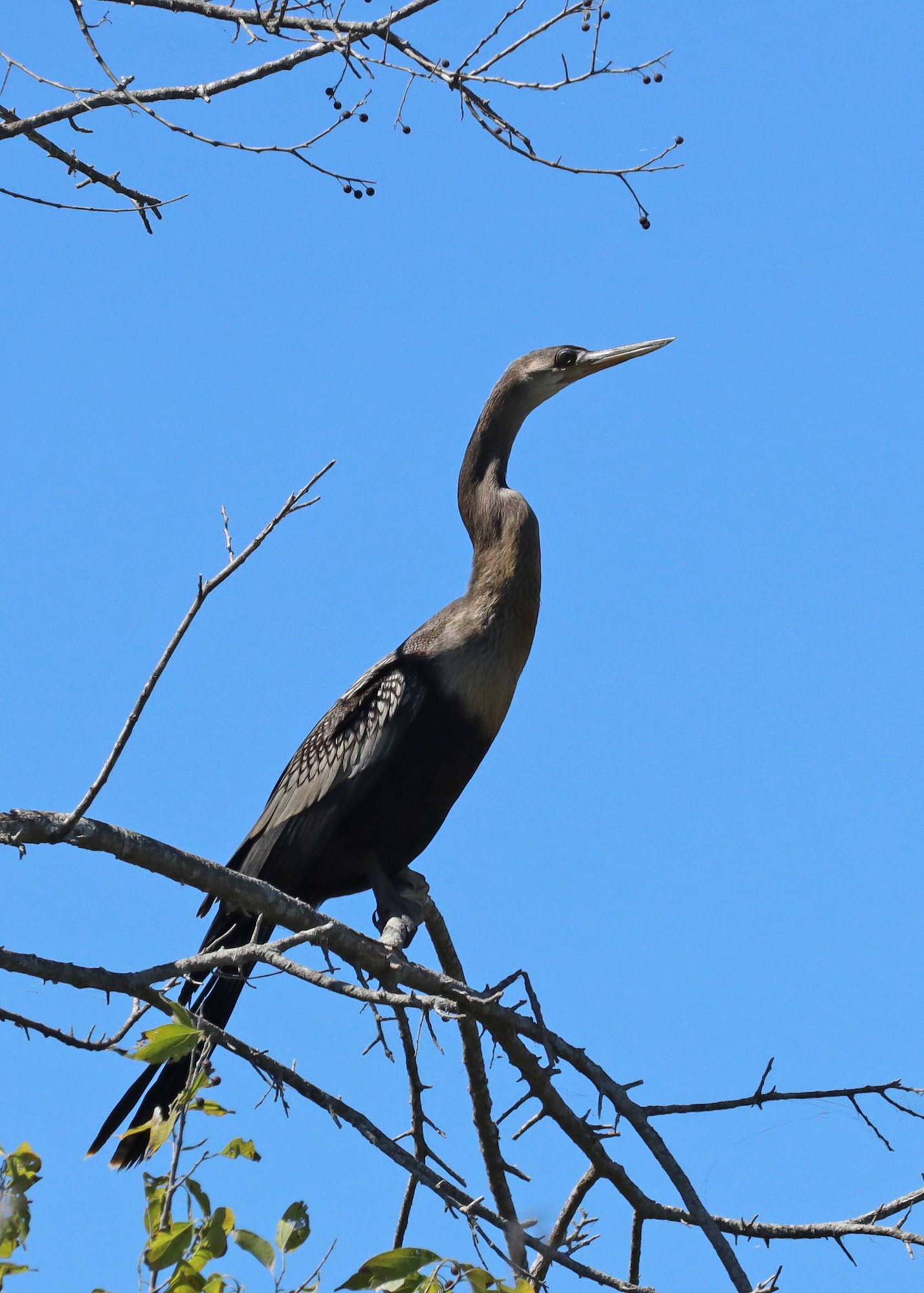 Anhinga