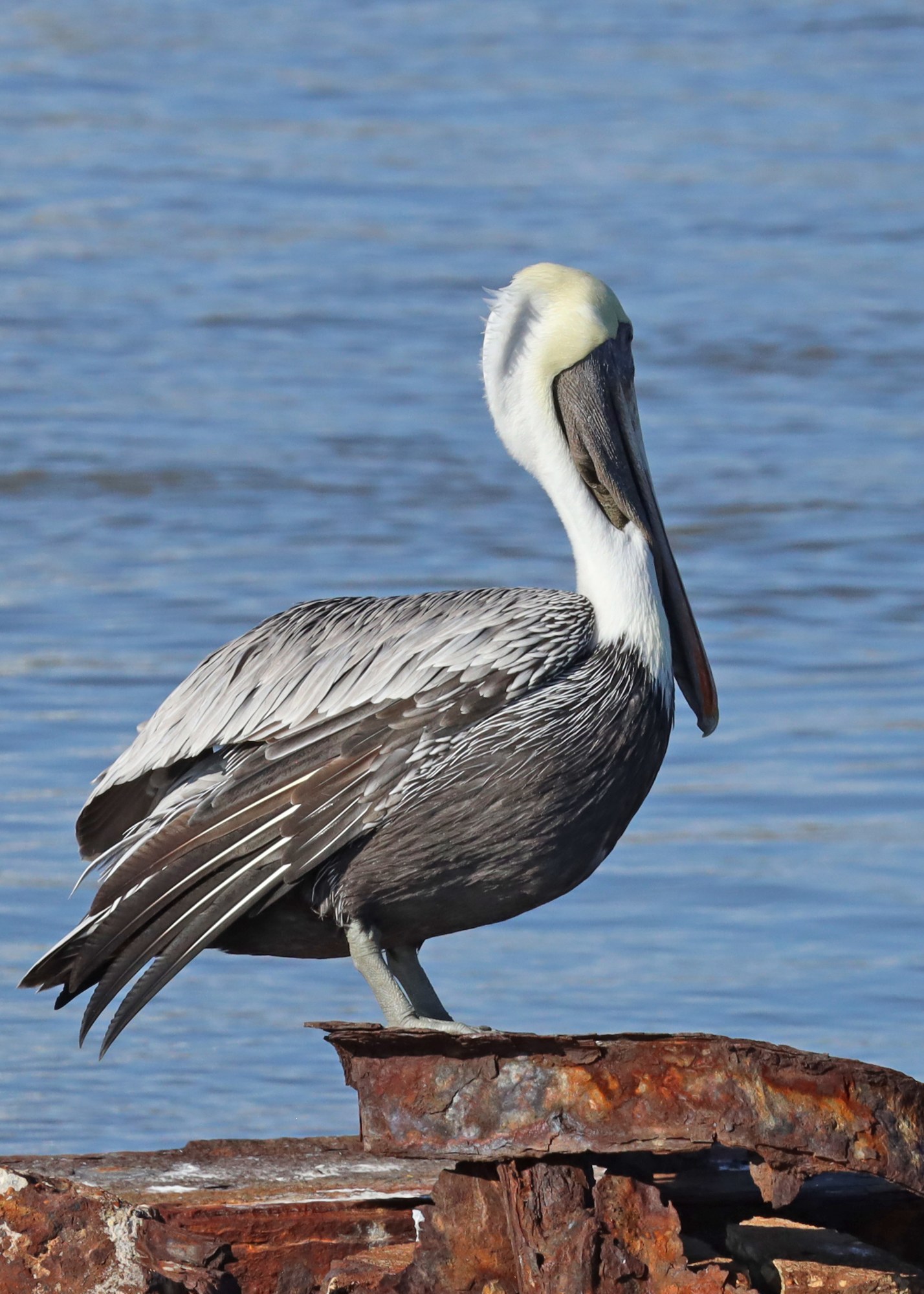 Brown Pelican