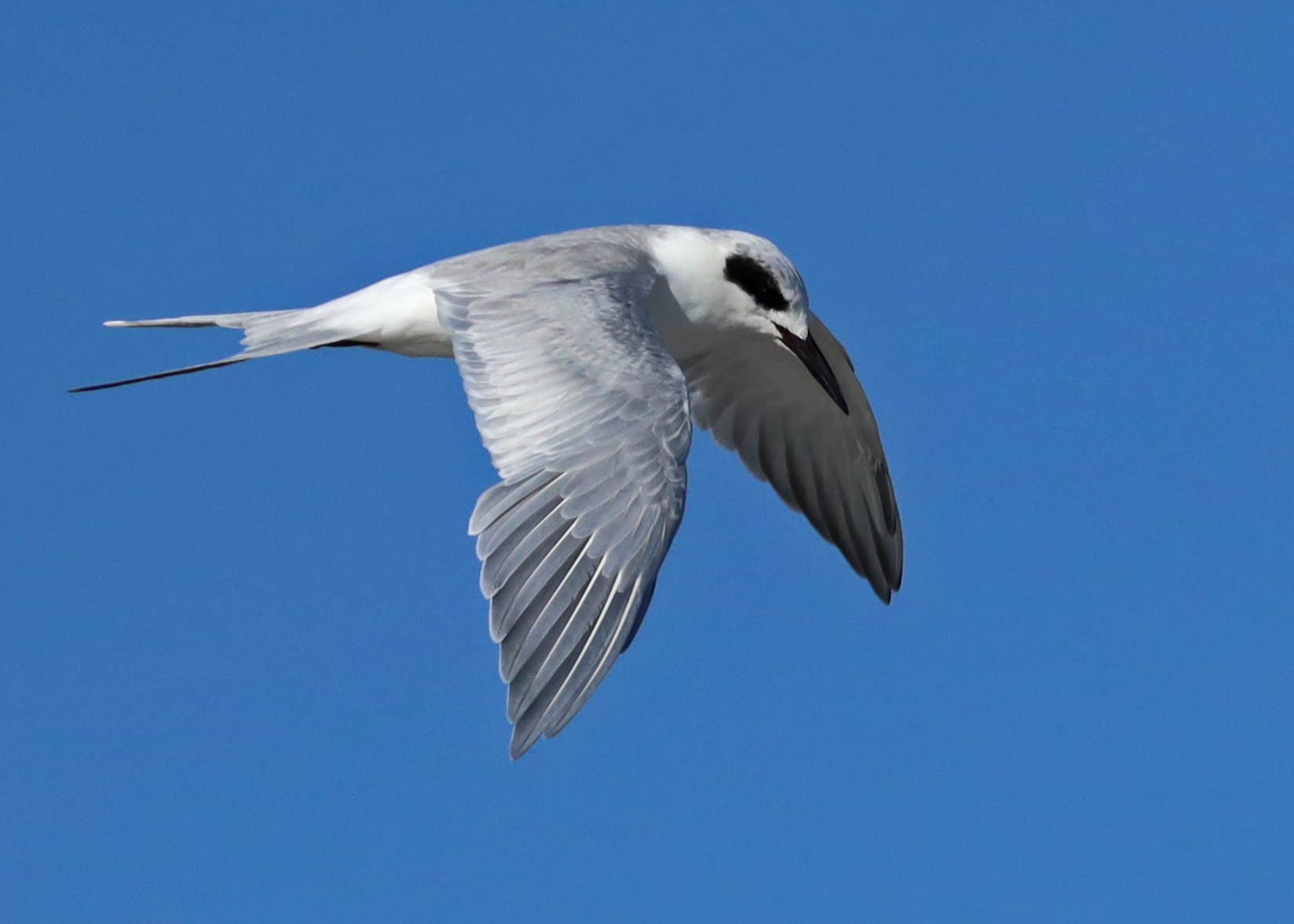 Forster’s Tern