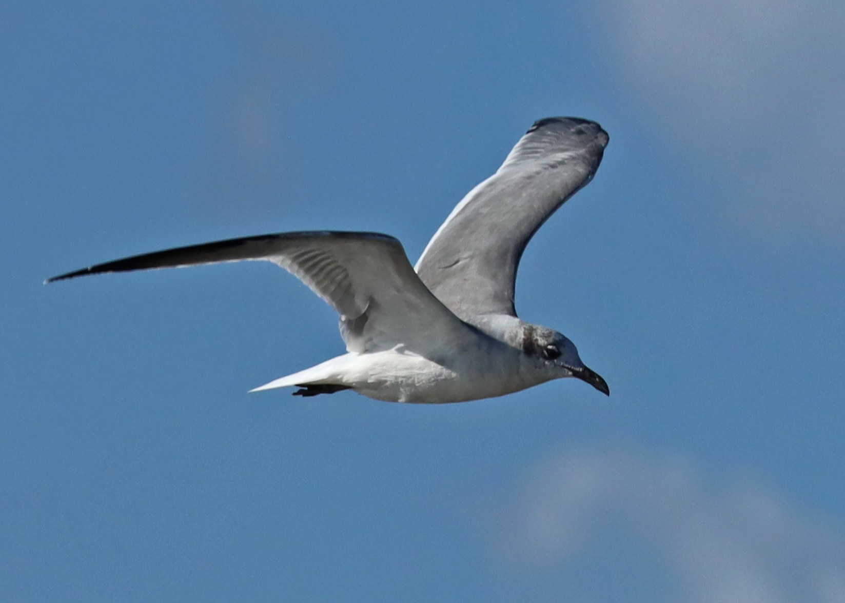 Laughing Gull