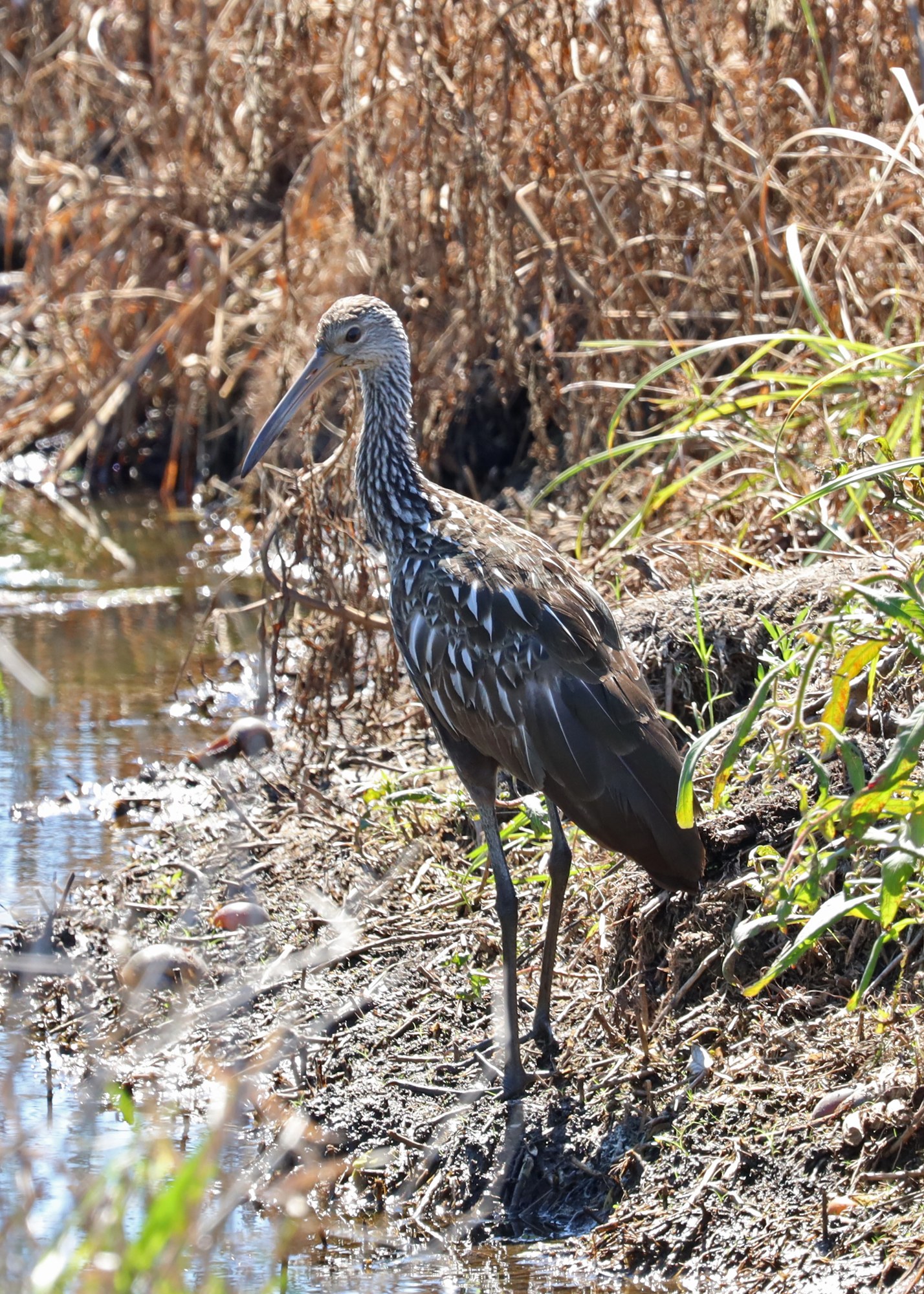 Limpkin