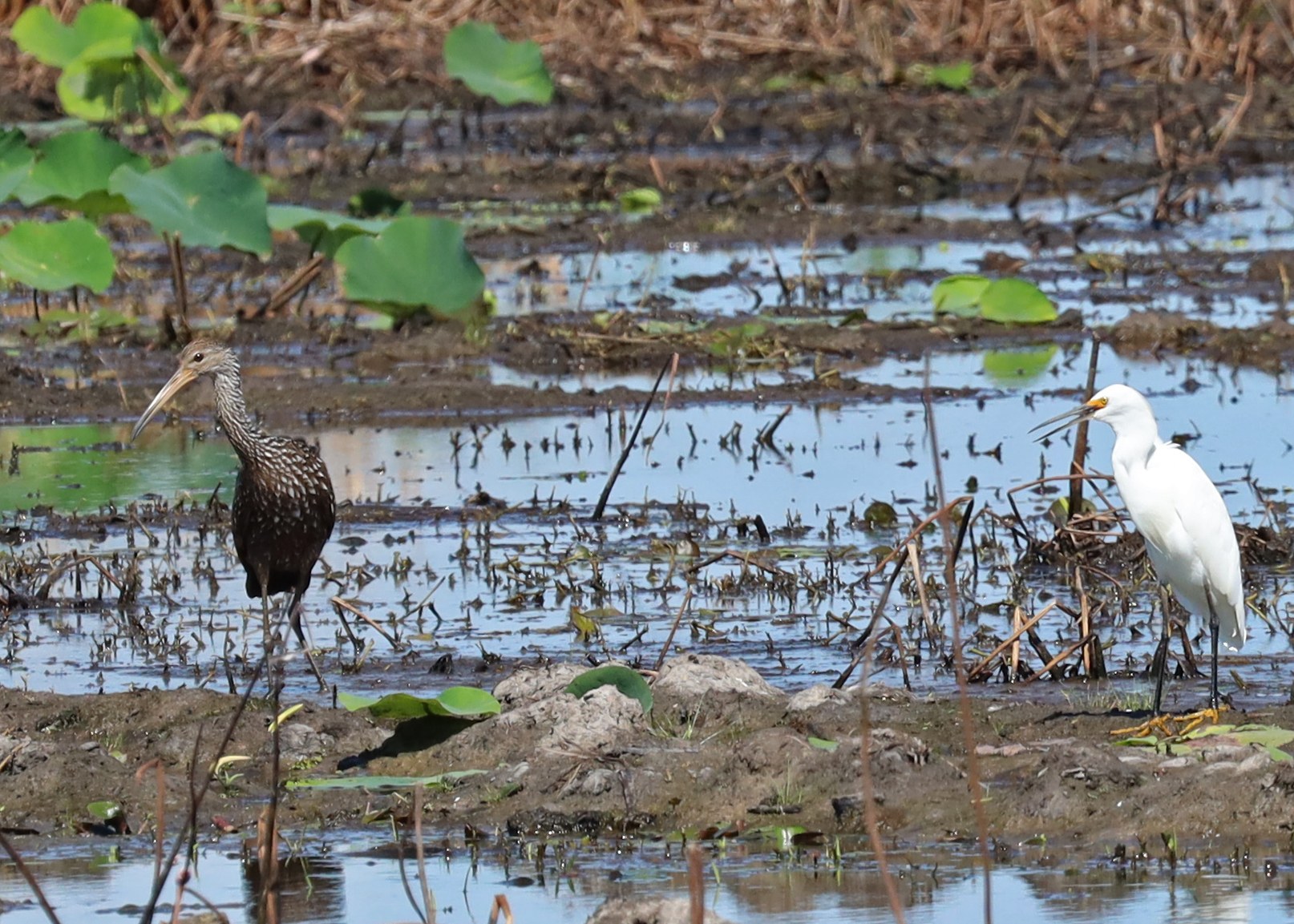 Limpkin and Snowy Egret
