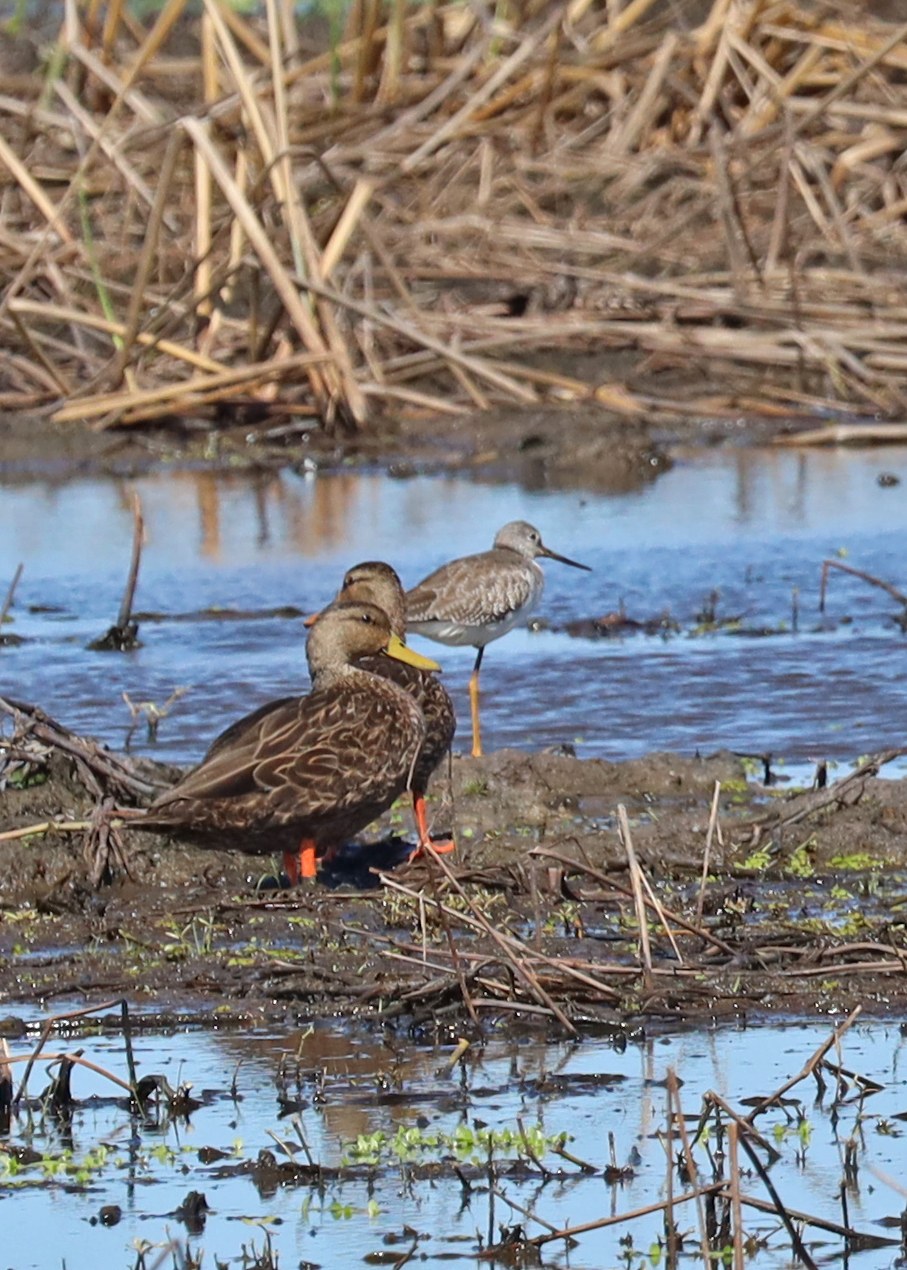 Mottled Duck and Greater Yellowlegs