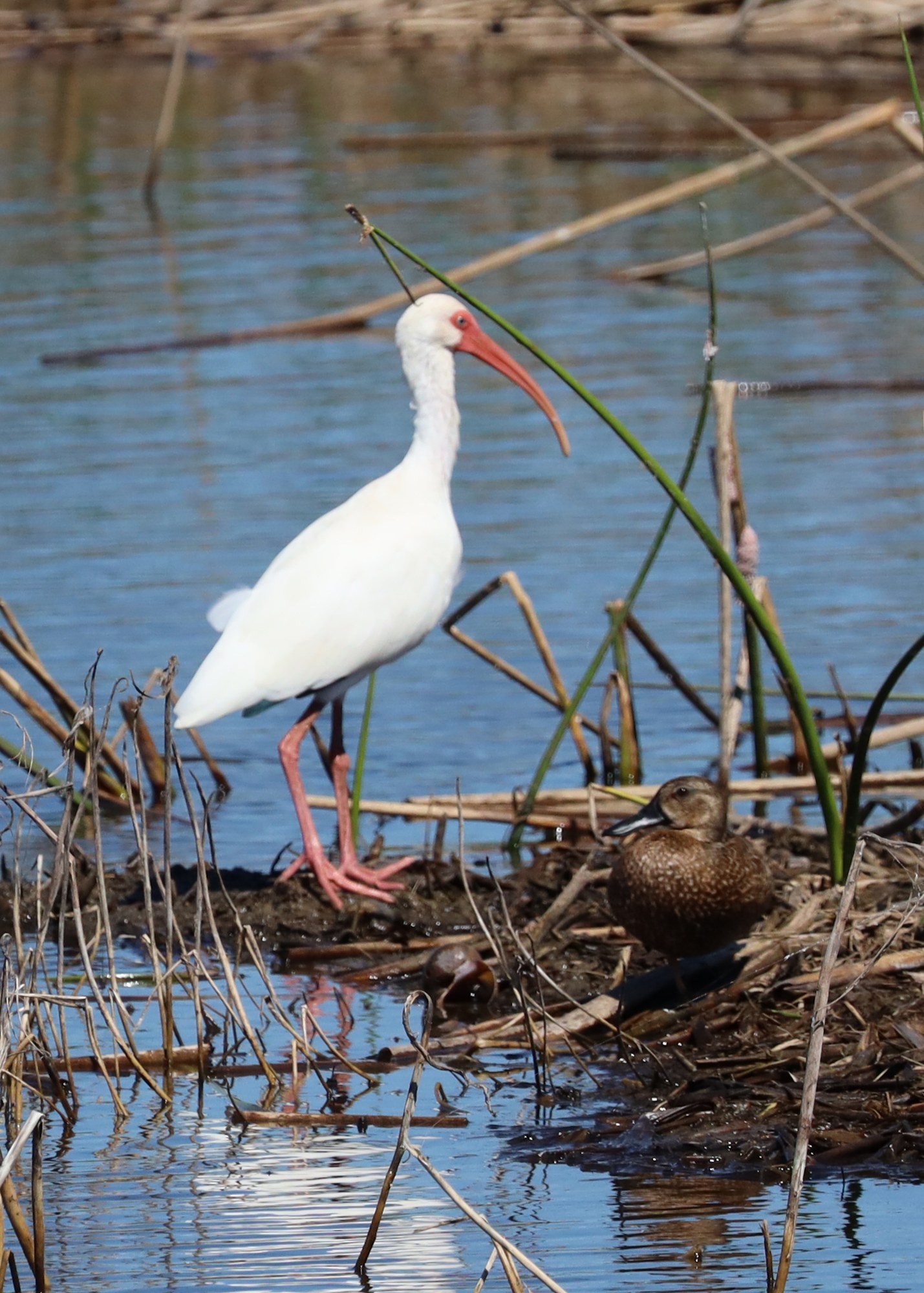 White Ibis and Northern Shoveler