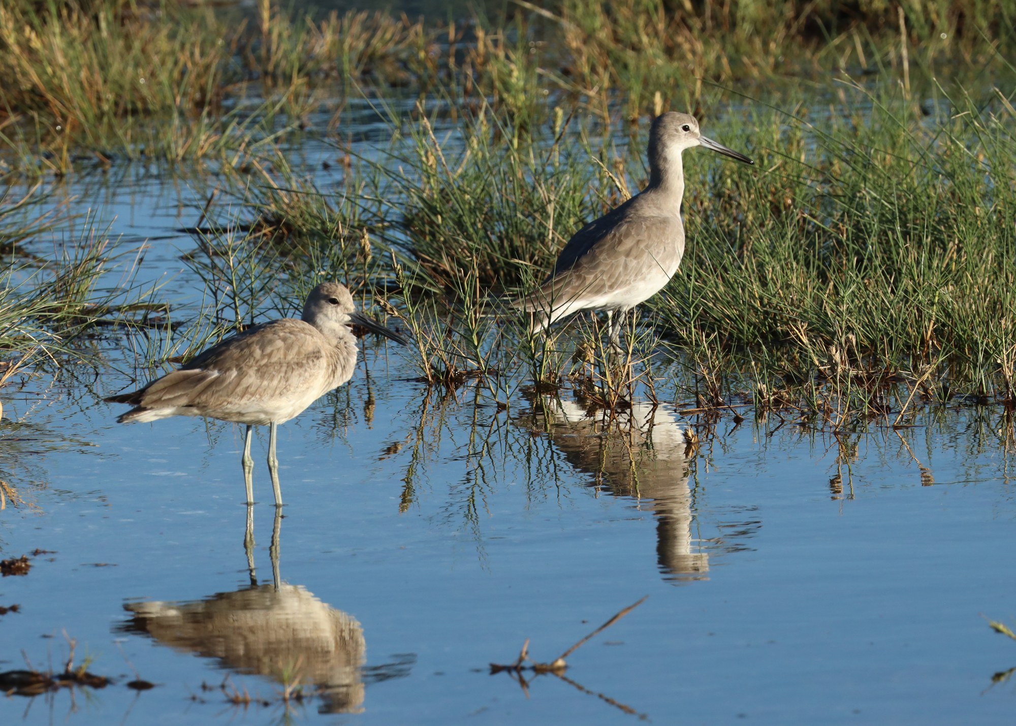 Willets