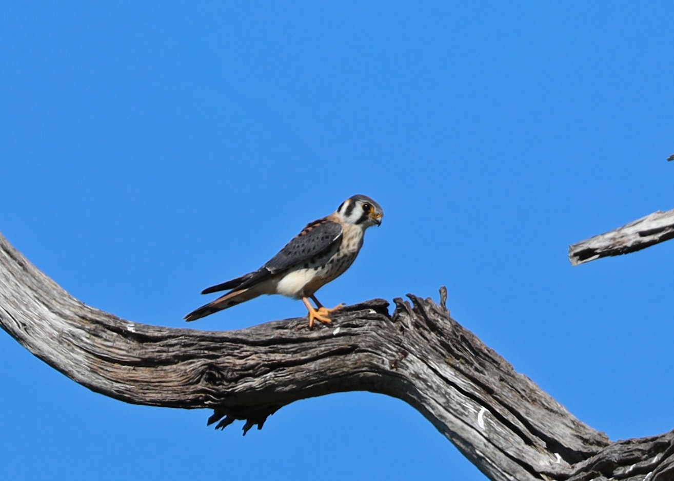 American Kestrel