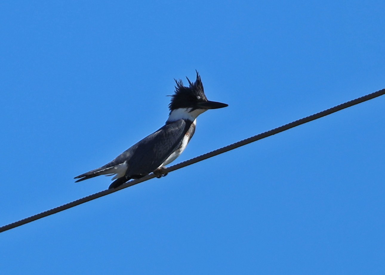 Belted Kingfisher